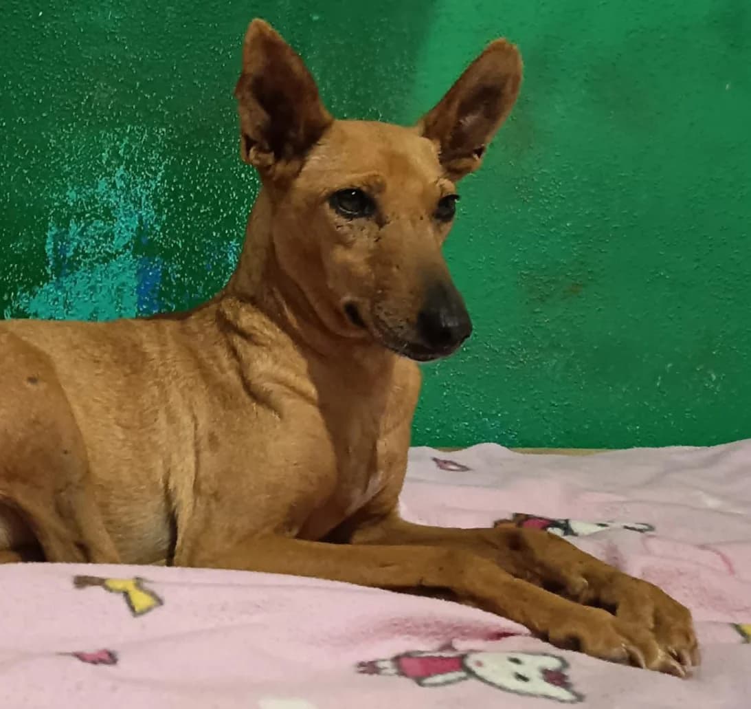 PERLA, female Mixed Breed for adoption at Association Kahlua, association kahlua