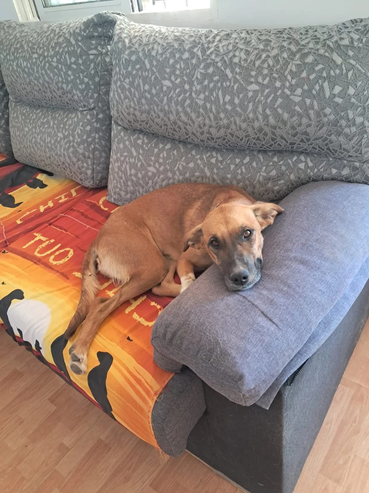 RAGNA, female young Mixed Breed for adoption at Association Kahlua, association kahlua