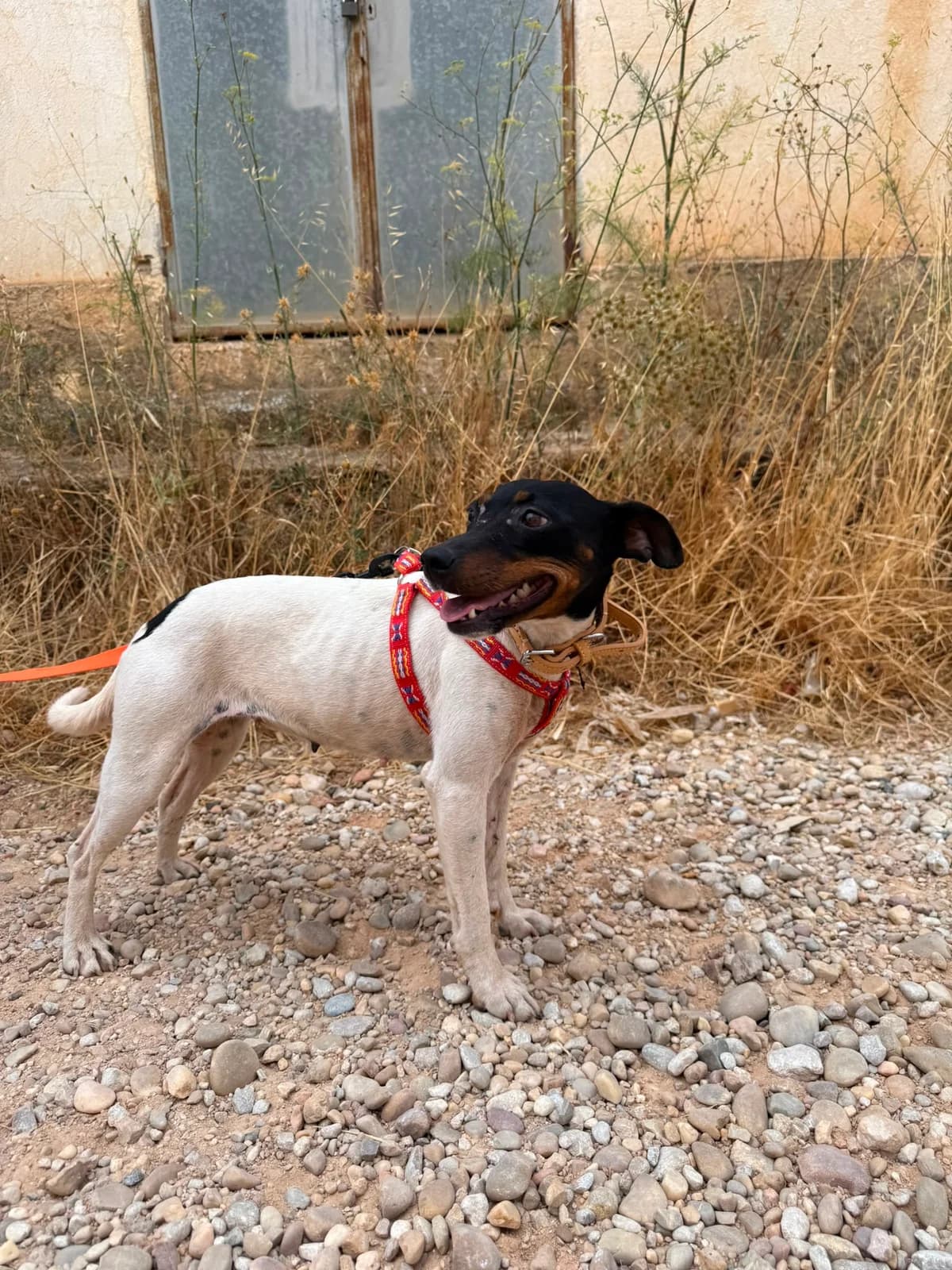 SAKI, female Mixed Breed for adoption at Association Kahlua, association kahlua