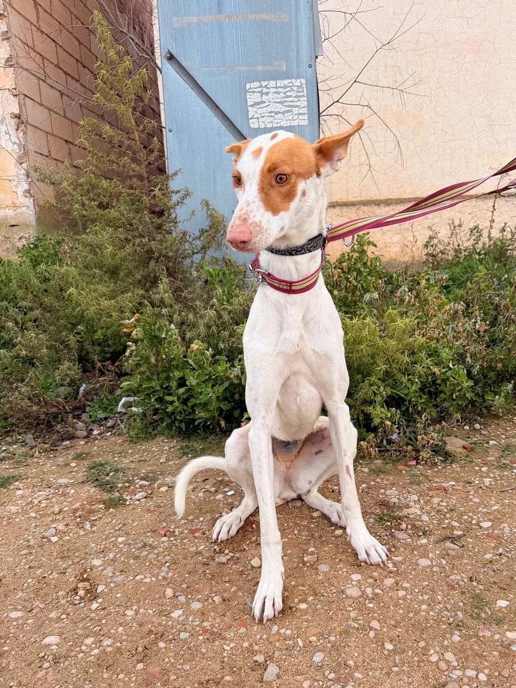 SAONA, female Mixed Breed for adoption at Association Kahlua, association kahlua
