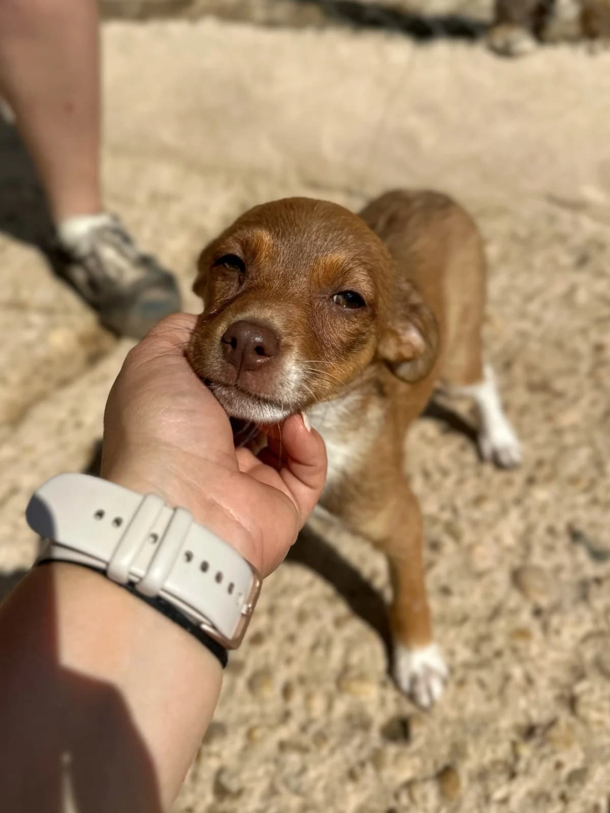 SHILOH ET TESSY, female puppy Mixed Breed for adoption at Association Kahlua, association kahlua
