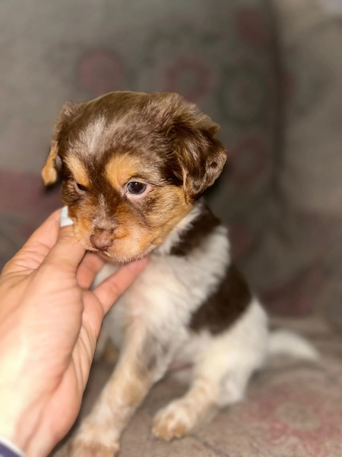 SHY, ASLAN ET SHADOW, male puppy Mixed Breed for adoption at Association Kahlua, association kahlua