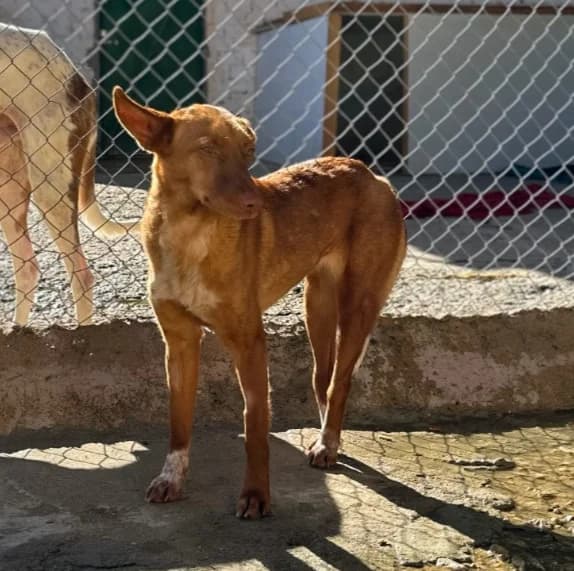 SILVITA, female Mixed Breed for adoption at Association Kahlua, association kahlua