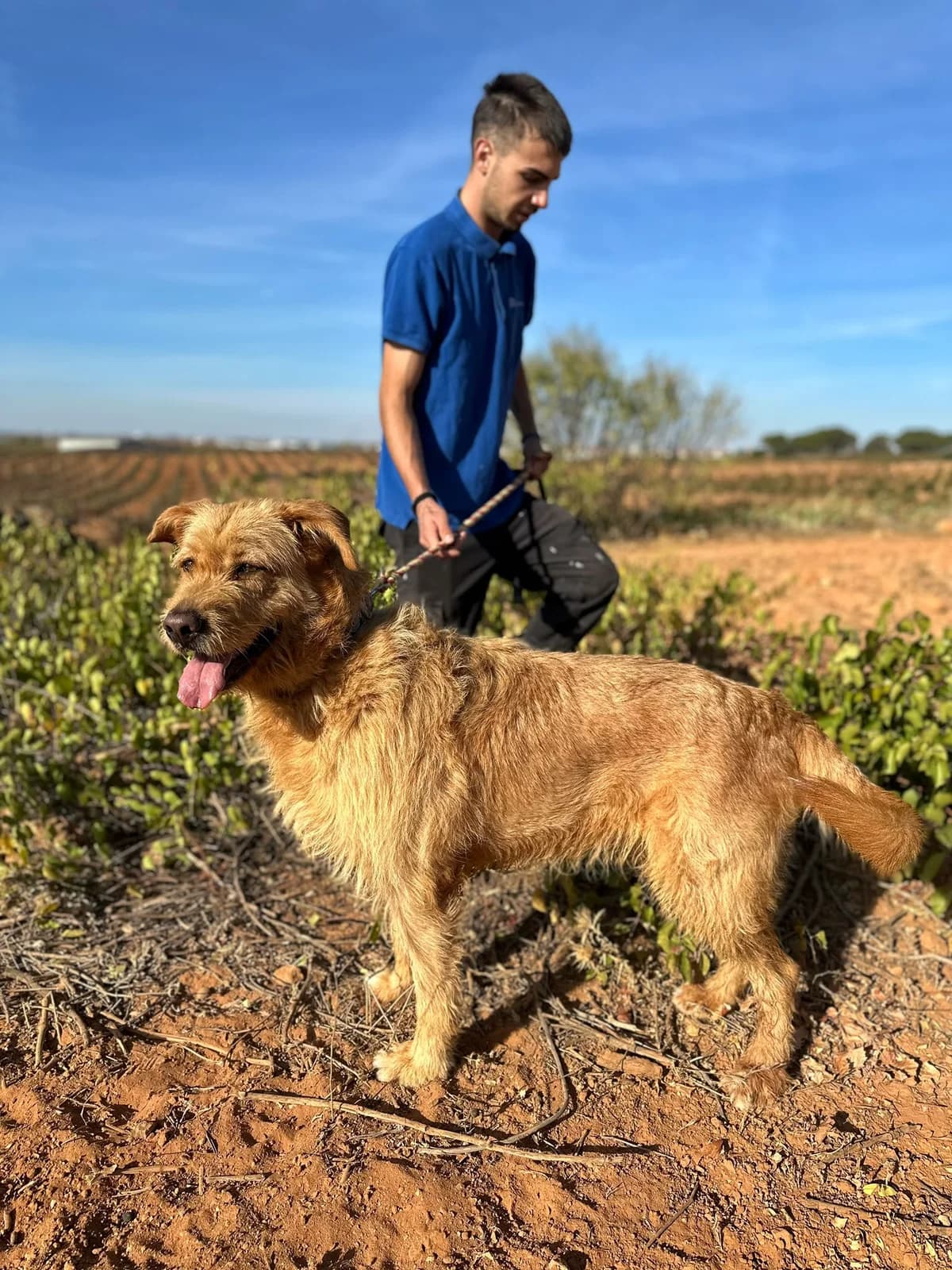 SIRA, female Mixed Breed for adoption at Association Kahlua, association kahlua