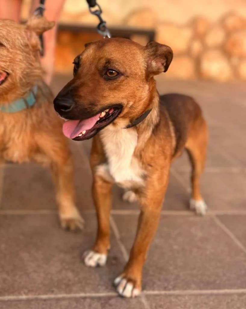 SPIRIT, male 5yo Mixed Breed for adoption at Association Kahlua, association kahlua