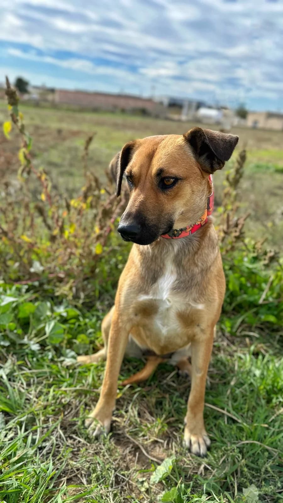 TALIA, female puppy Mixed Breed for adoption at Association Kahlua, association kahlua