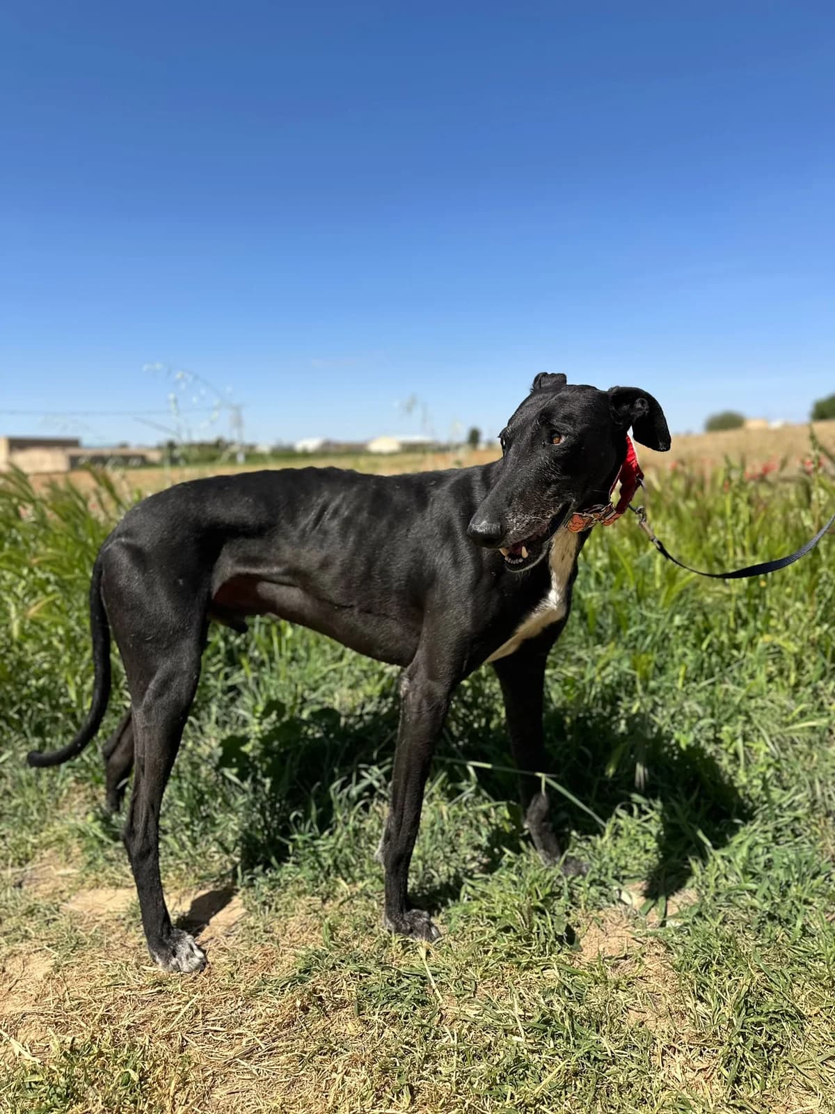 TOBO, male Mixed Breed for adoption at Association Kahlua, association kahlua