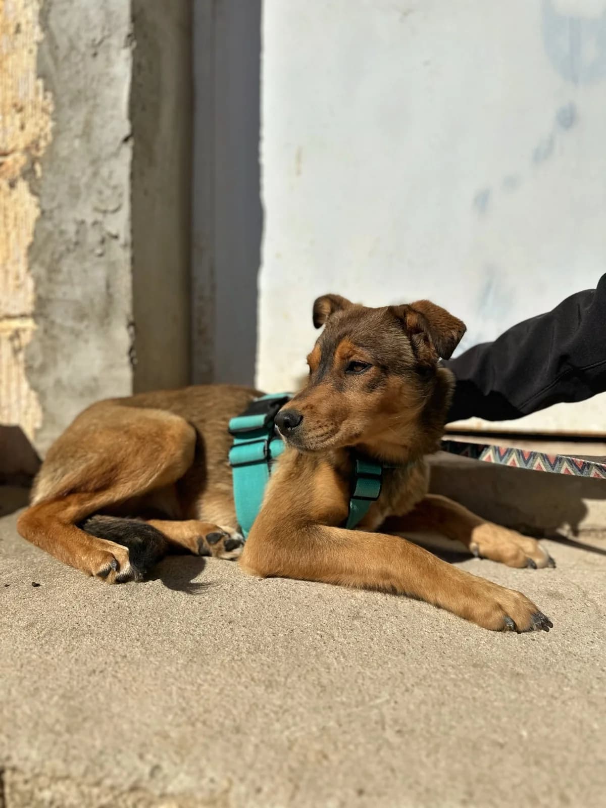 URONA, female Mixed Breed for adoption at Association Kahlua, association kahlua