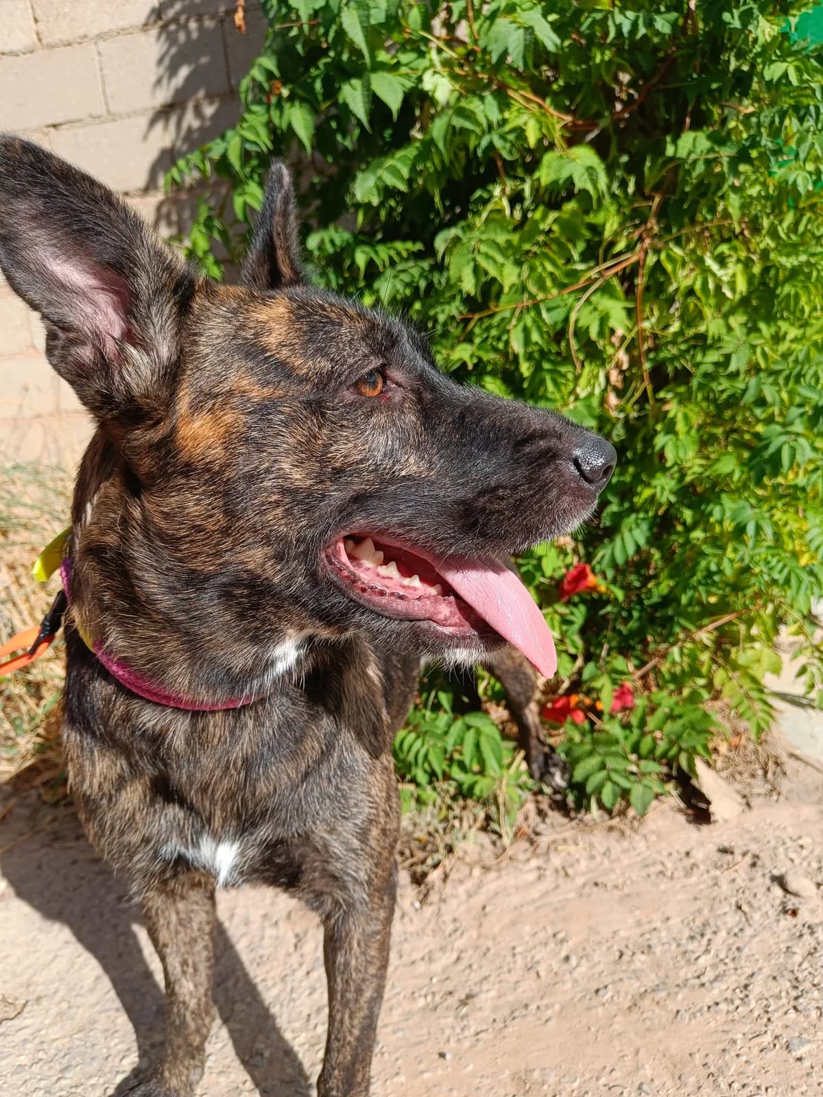 XENA, female young Mixed Breed for adoption at Association Kahlua, association kahlua