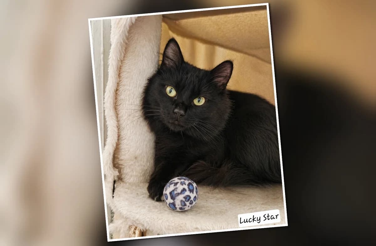A l’adoption Lucky Star, Mixed Breed for adoption at Association Les Patounes de Bezons, Bezons