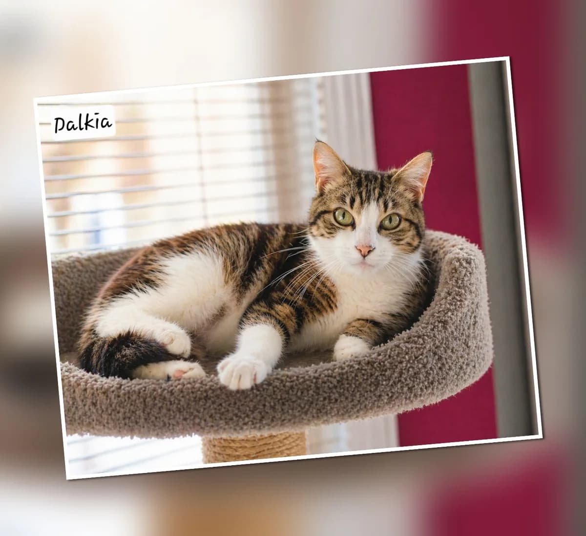 A l’adoption Dalkia, Mixed Breed for adoption at Association Les Patounes de Bezons, Bezons