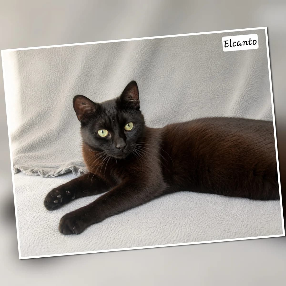 A l’adoption Elcanto, Mixed Breed for adoption at Association Les Patounes de Bezons, Bezons