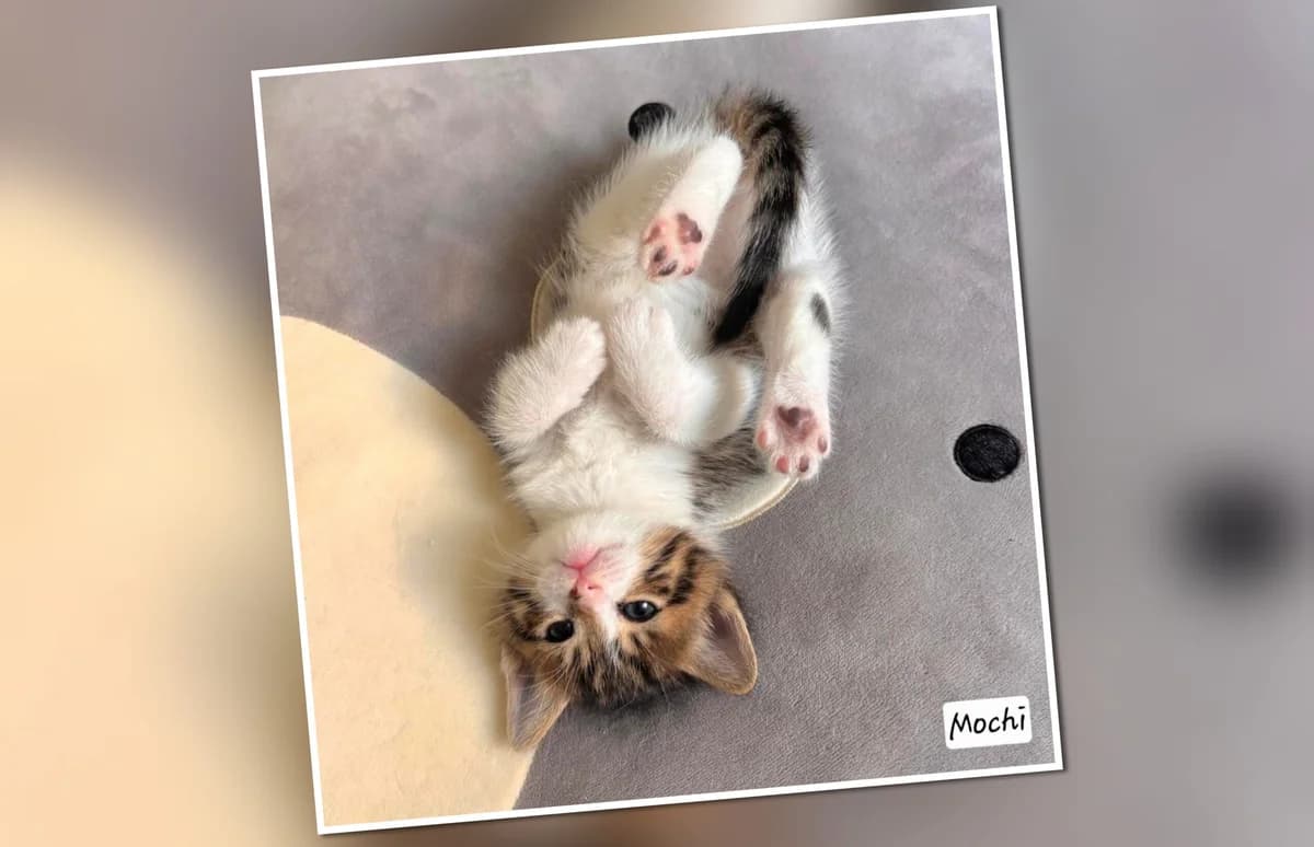 A l’adoption Mochi, puppy Mixed Breed for adoption at Association Les Patounes de Bezons, Bezons