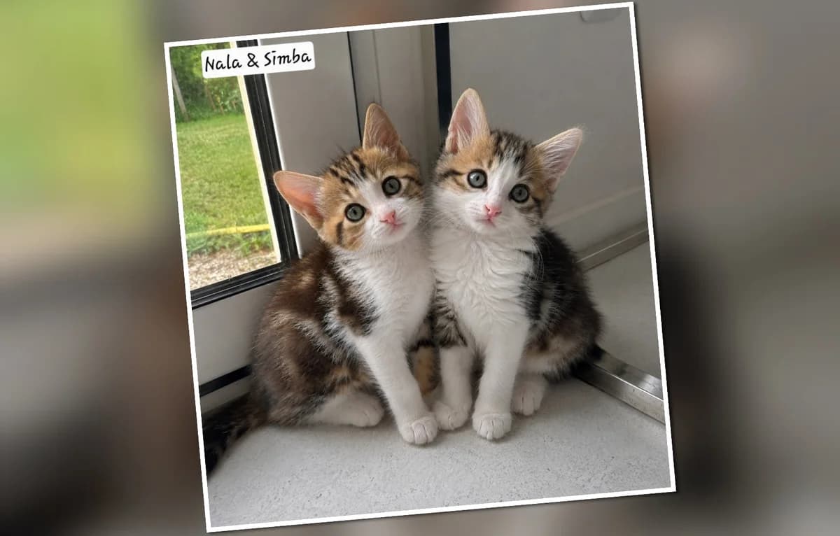 A l’adoption Simba & Nala, puppy Mixed Breed for adoption at Association Les Patounes de Bezons, Bezons