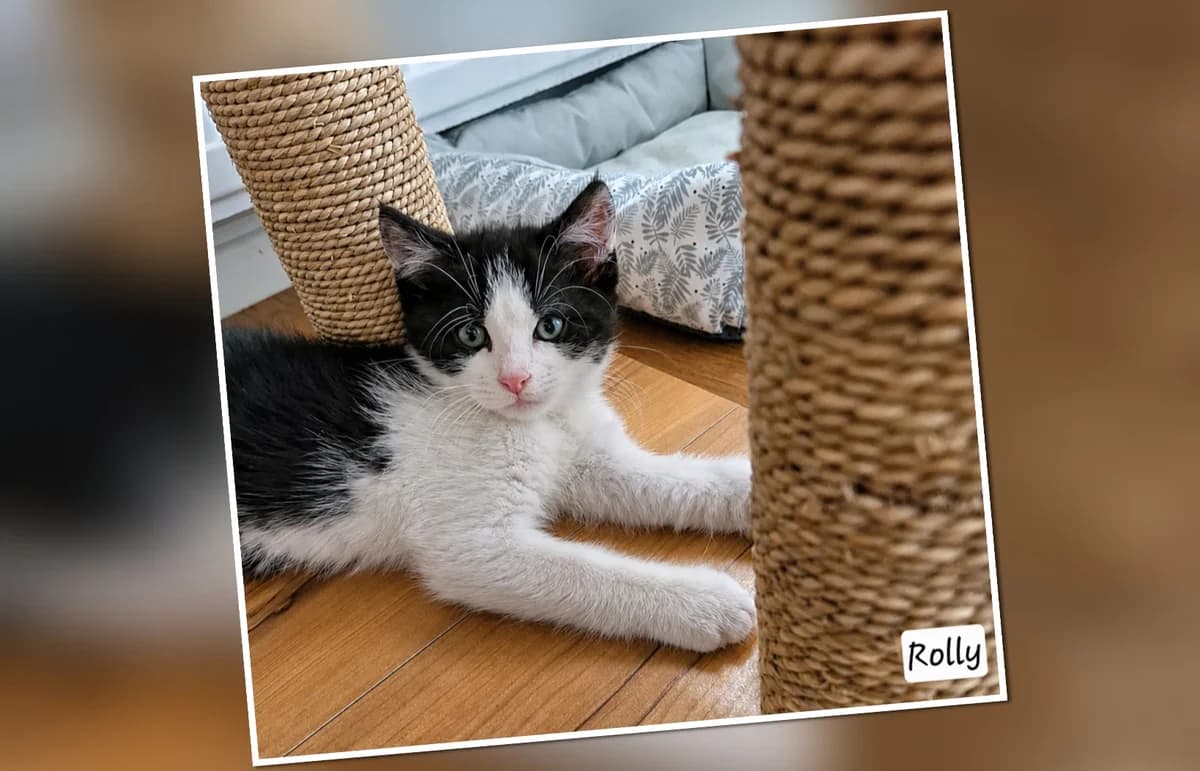 A l’adoption Rolly, puppy Mixed Breed for adoption at Association Les Patounes de Bezons, Bezons