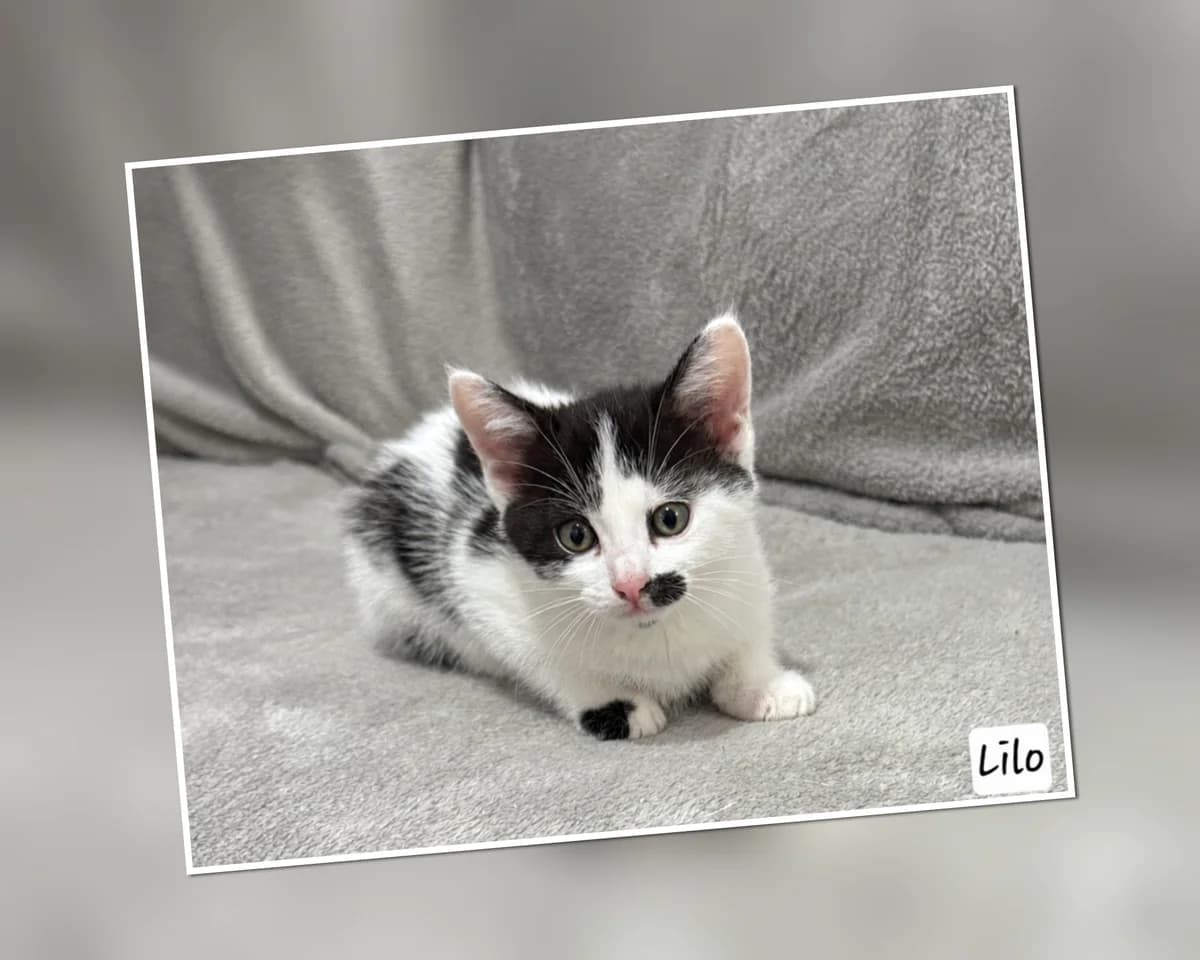 A l&rsquo, puppy Mixed Breed for adoption at Association Les Patounes de Bezons, Bezons