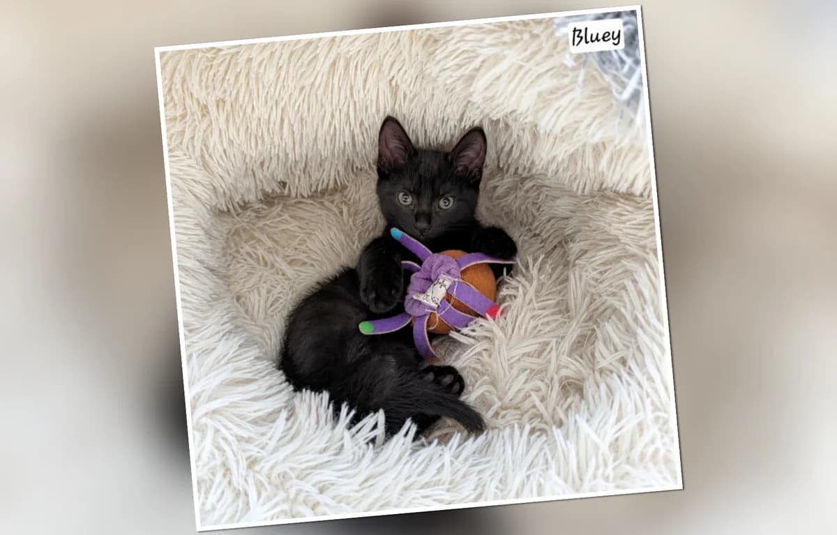 A l&rsquo, puppy Mixed Breed for adoption at Association Les Patounes de Bezons, Bezons