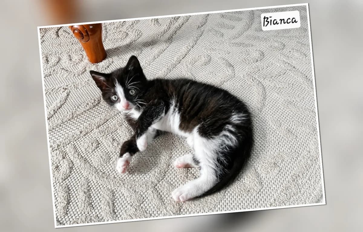 A l&rsquo, puppy Mixed Breed for adoption at Association Les Patounes de Bezons, Bezons
