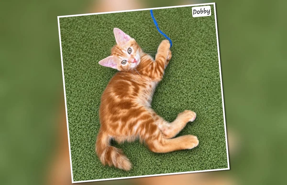 A l&rsquo, puppy Mixed Breed for adoption at Association Les Patounes de Bezons, Bezons