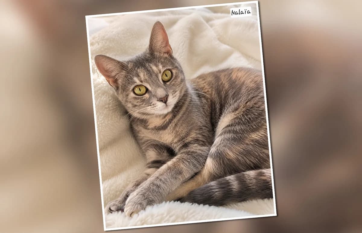 A l&rsquo, Mixed Breed for adoption at Association Les Patounes de Bezons, Bezons