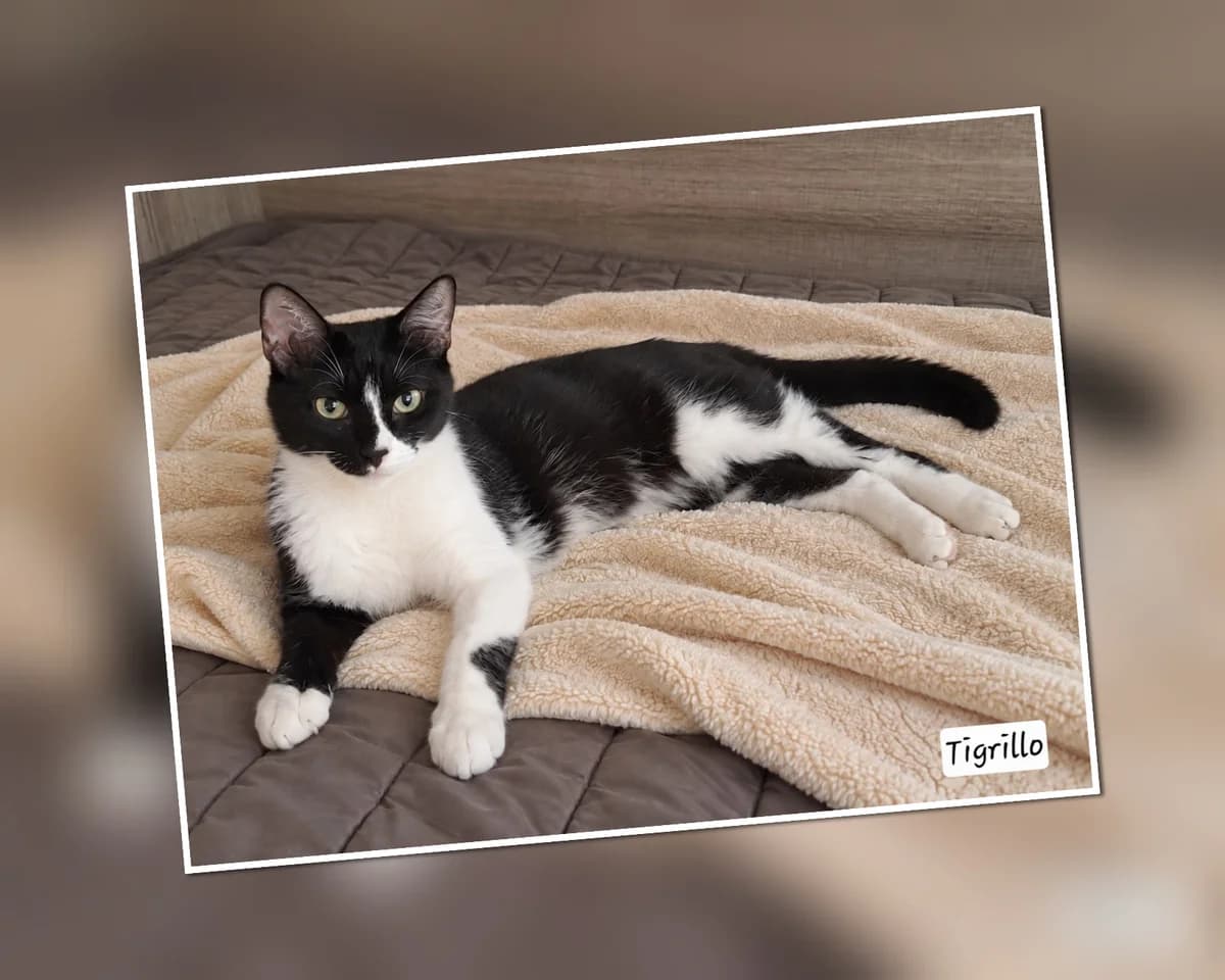 A l&rsquo, Mixed Breed for adoption at Association Les Patounes de Bezons, Bezons