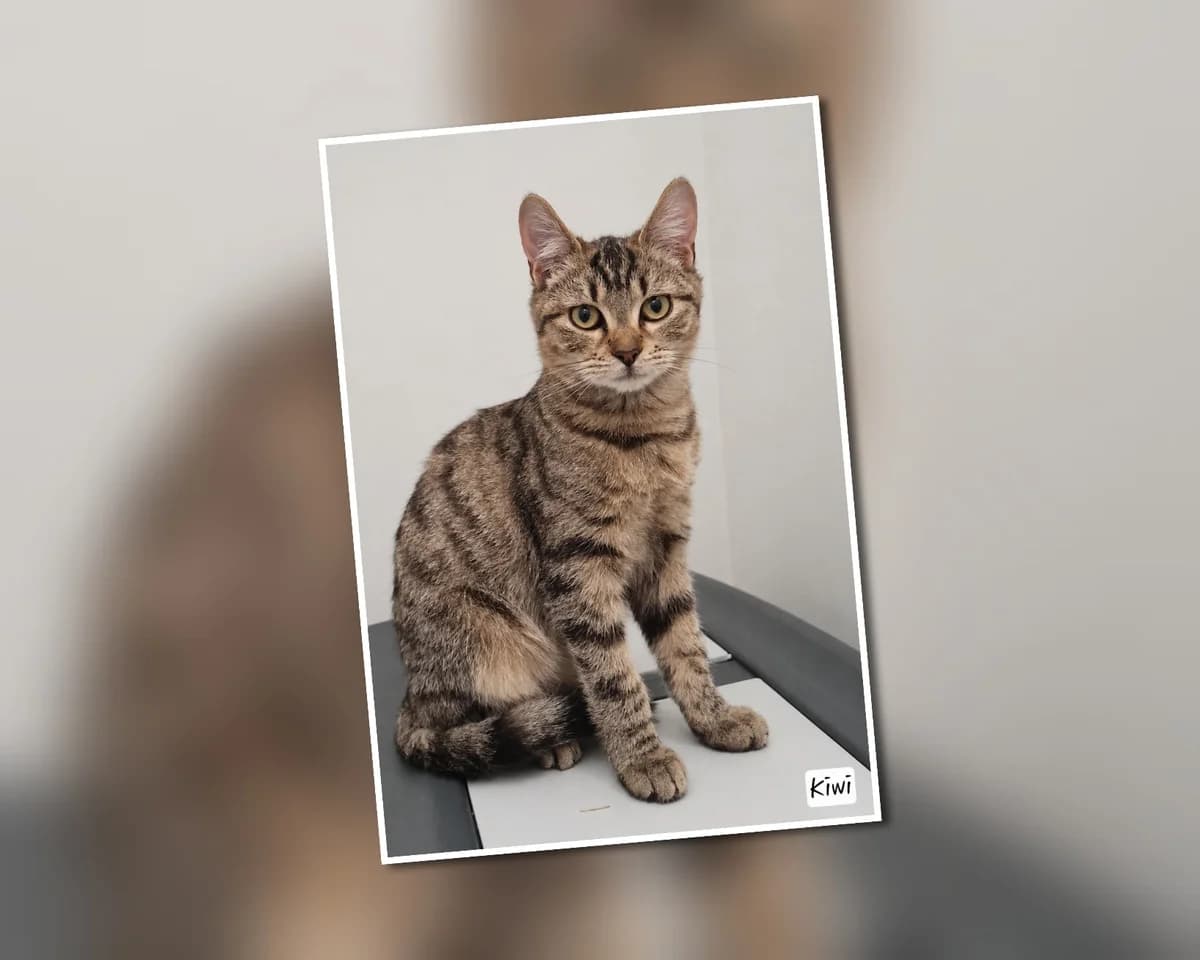 A l&rsquo, puppy Mixed Breed for adoption at Association Les Patounes de Bezons, Bezons