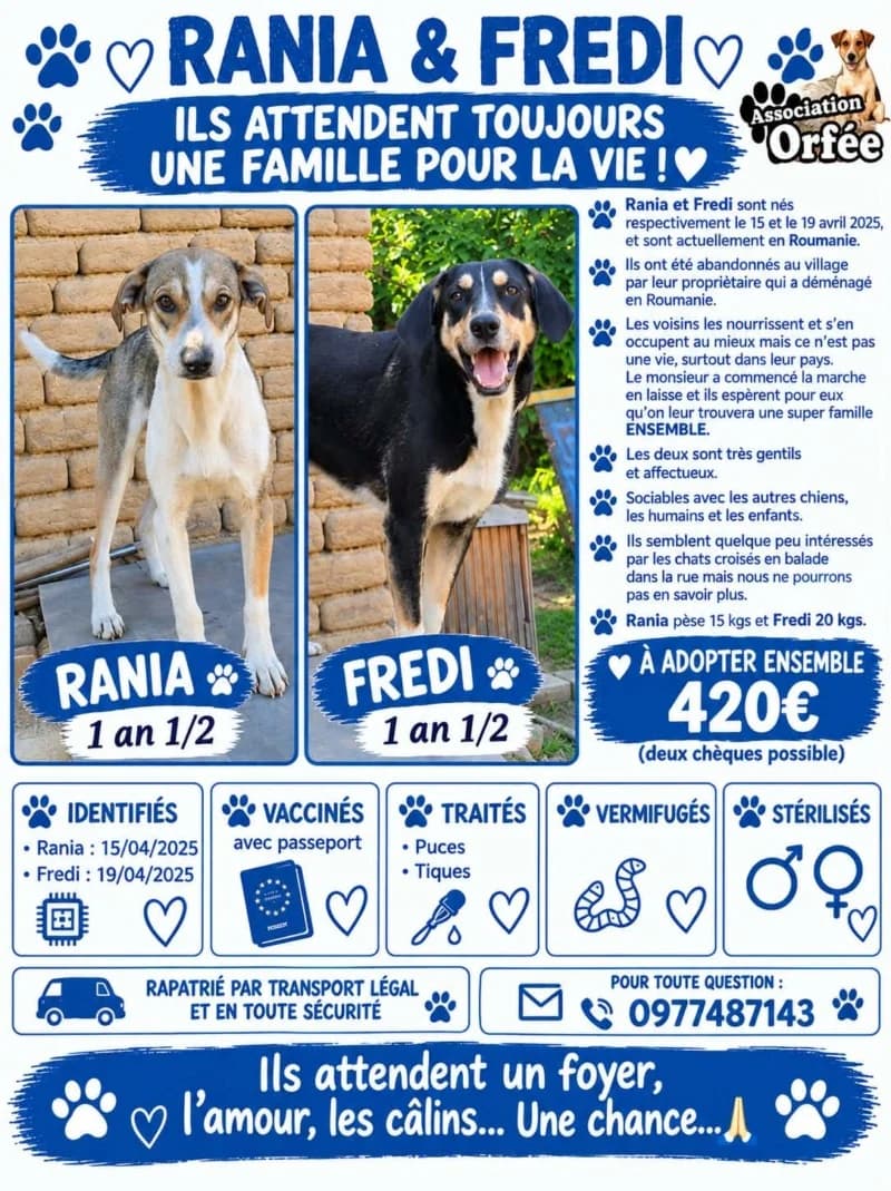 RANIA, female young Mixed Breed for adoption at Association Orfée — Adoption et Sauvetage de Chiens
