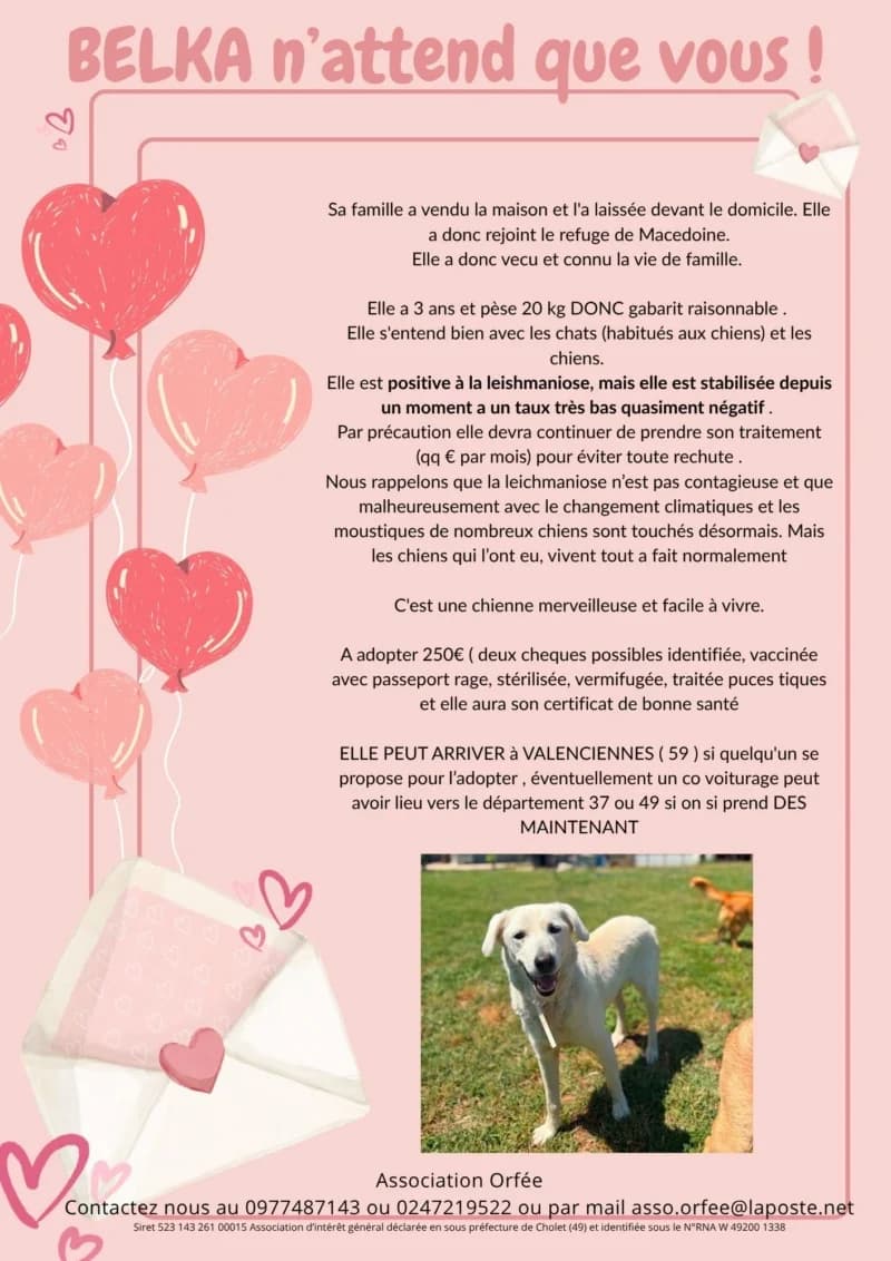 BELKA, female 3yo Mixed Breed for adoption at Association Orfée — Adoption et Sauvetage de Chiens