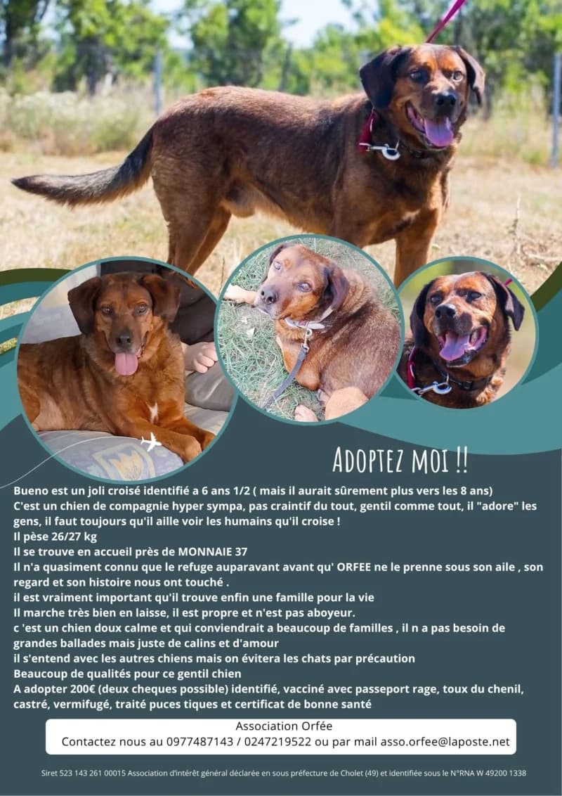 BUENO, 6yo Mixed Breed for adoption at Association Orfée — Adoption et Sauvetage de Chiens
