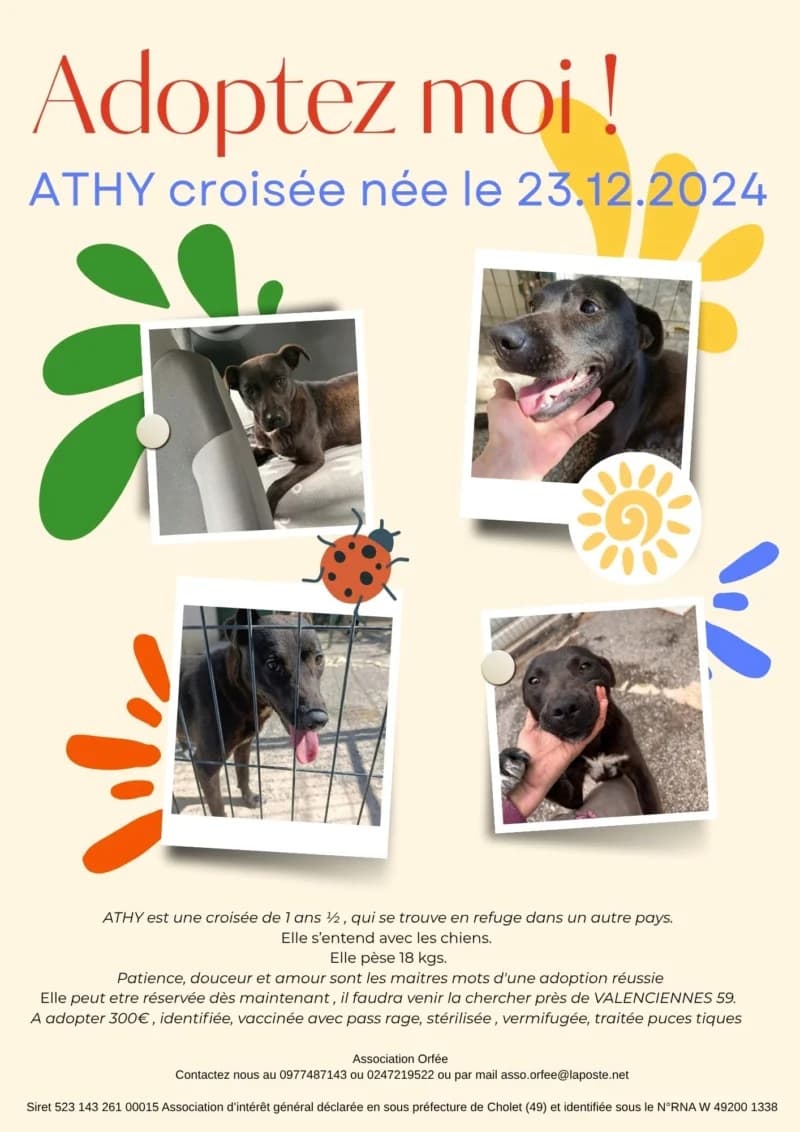 ATHY, female Mixed Breed for adoption at Association Orfée — Adoption et Sauvetage de Chiens
