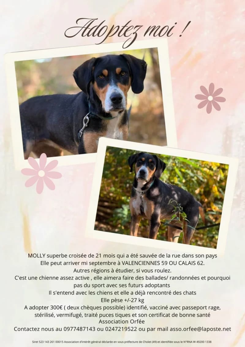 MOLLY, female young Mixed Breed for adoption at Association Orfée — Adoption et Sauvetage de Chiens