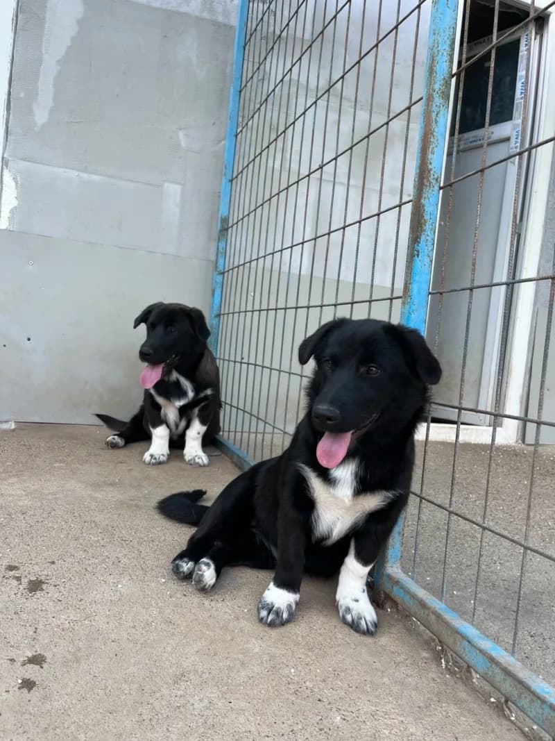 BANDIT, male young Mixed Breed for adoption at Association Orfée — Adoption et Sauvetage de Chiens