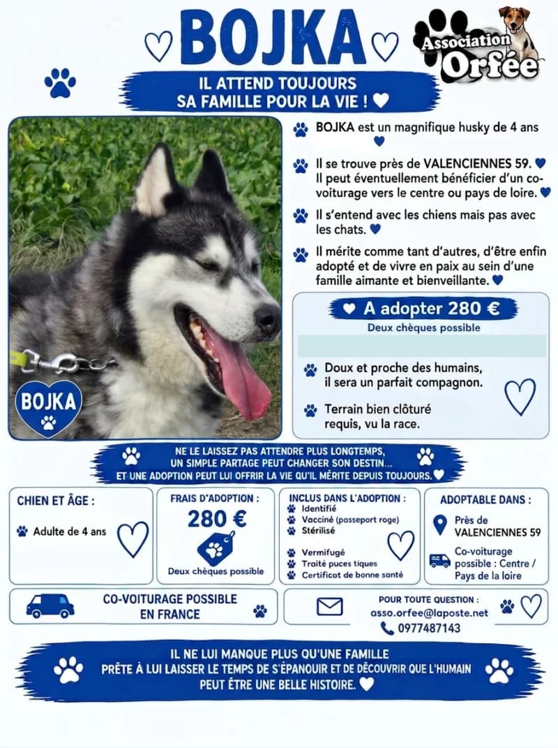 BOJKA, 4yo Mixed Breed for adoption at Association Orfée — Adoption et Sauvetage de Chiens