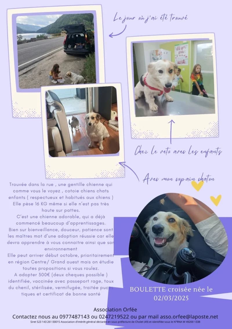 BOULETTE, female young Mixed Breed for adoption at Association Orfée — Adoption et Sauvetage de Chiens