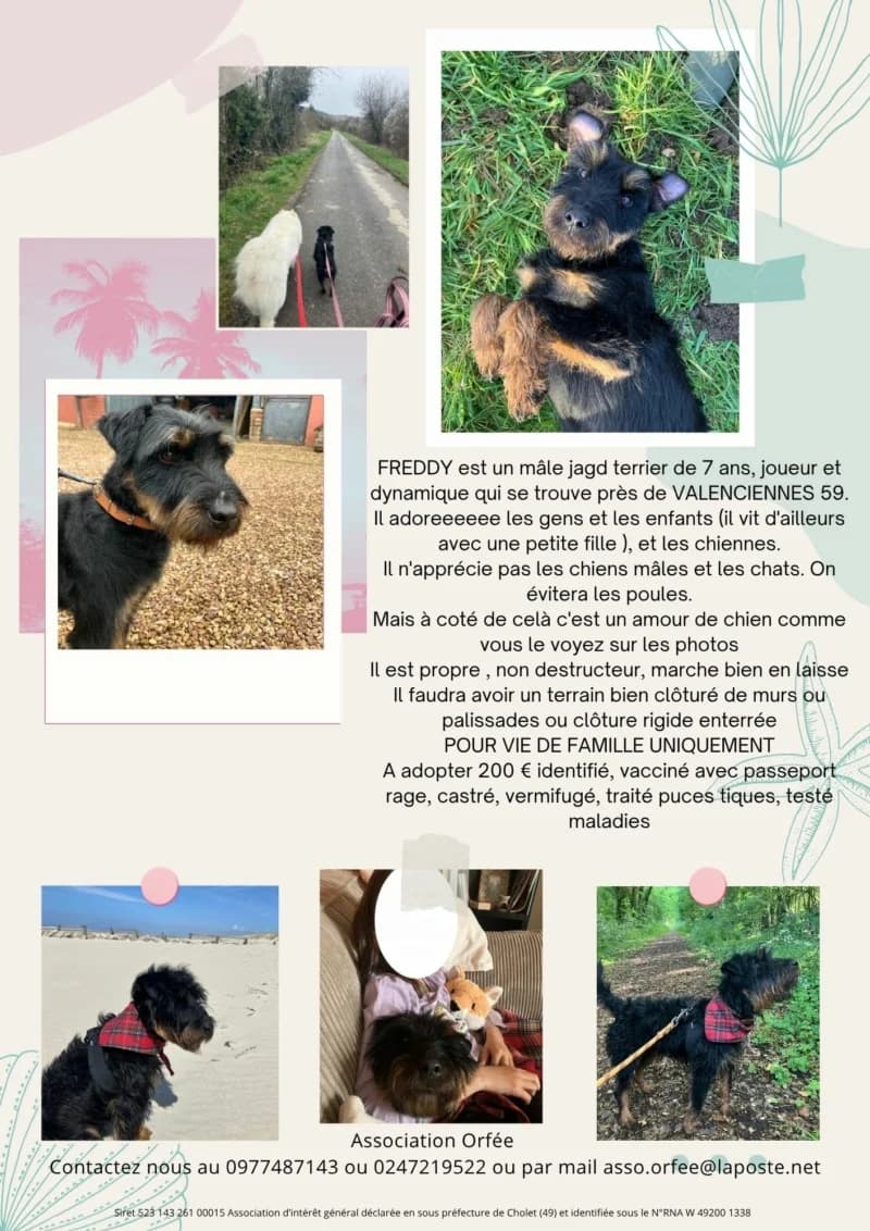 FREDDY, male 7yo Mixed Breed for adoption at Association Orfée — Adoption et Sauvetage de Chiens