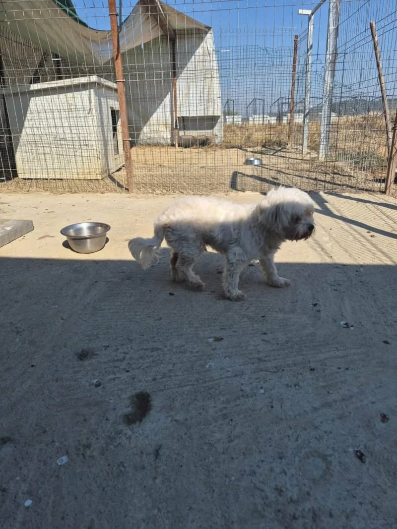 Popi, 7yo Mixed Breed for adoption at Association Orfée — Adoption et Sauvetage de Chiens