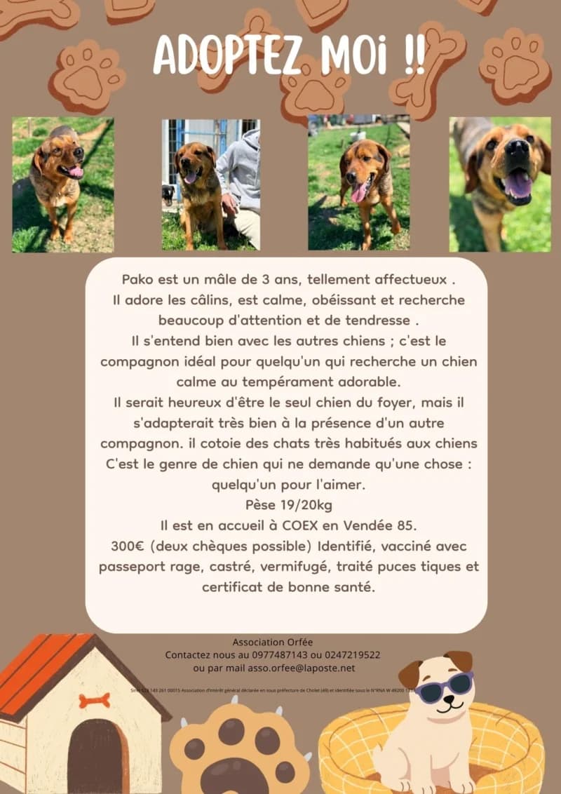 PAKO, 3yo Mixed Breed for adoption at Association Orfée — Adoption et Sauvetage de Chiens