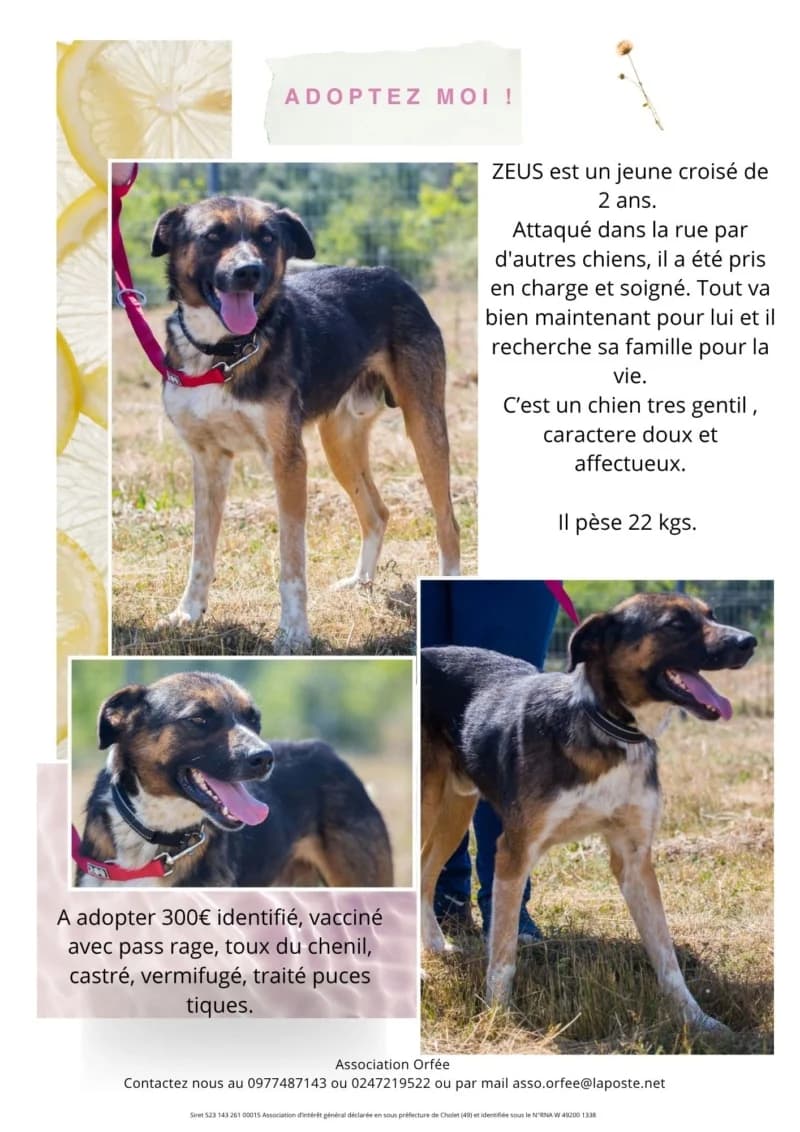ZEUS, young Mixed Breed for adoption at Association Orfée — Adoption et Sauvetage de Chiens