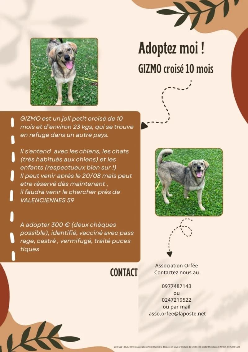 (, male young Mixed Breed for adoption at Association Orfée — Adoption et Sauvetage de Chiens