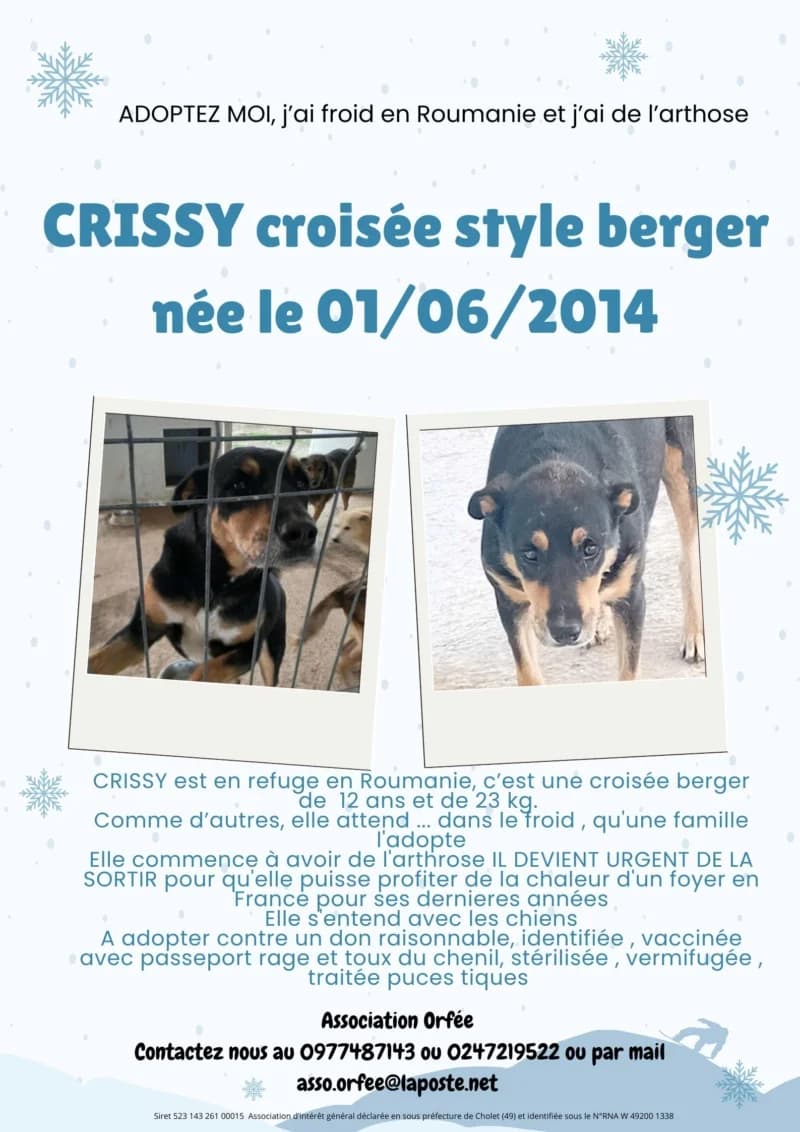 CRISSY, female senior Mixed Breed for adoption at Association Orfée — Adoption et Sauvetage de Chiens