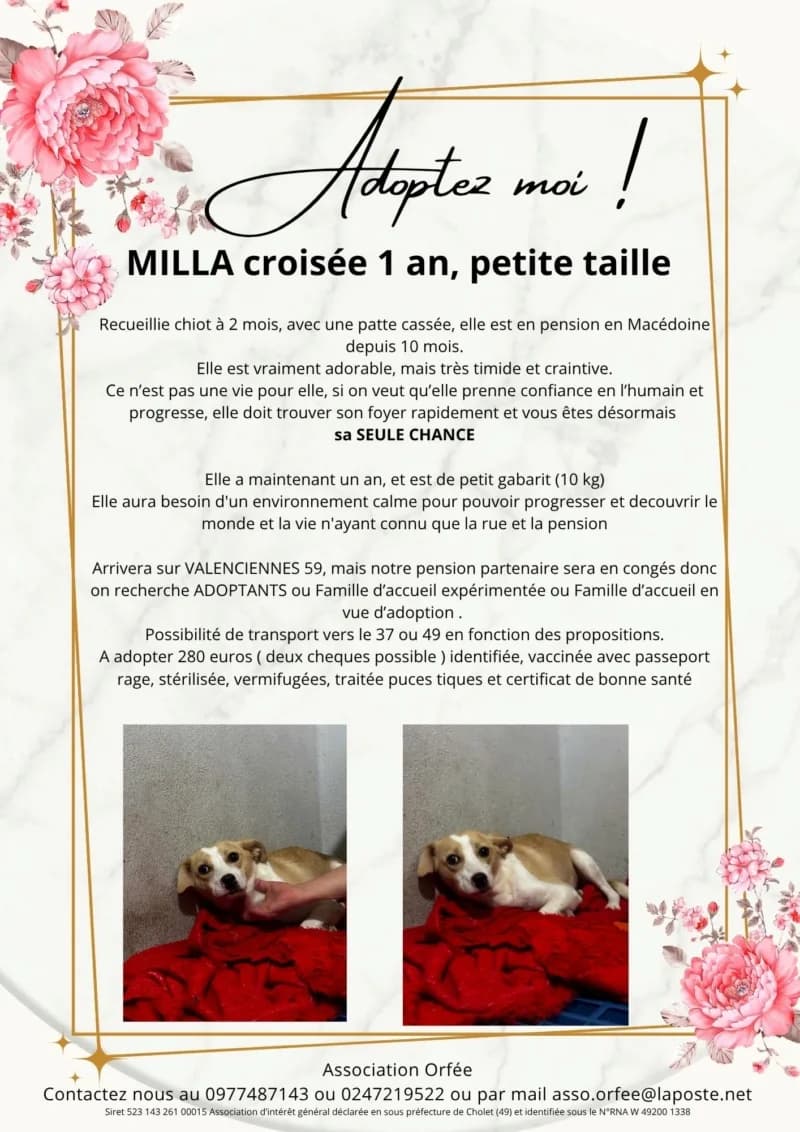 MILLA, female young Mixed Breed for adoption at Association Orfée — Adoption et Sauvetage de Chiens