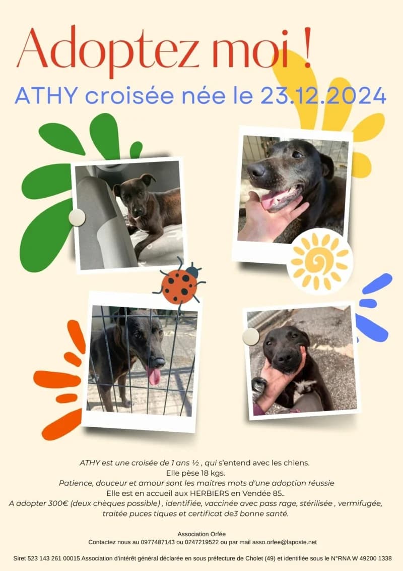 ATHY, female Mixed Breed for adoption at Association Orfée — Adoption et Sauvetage de Chiens