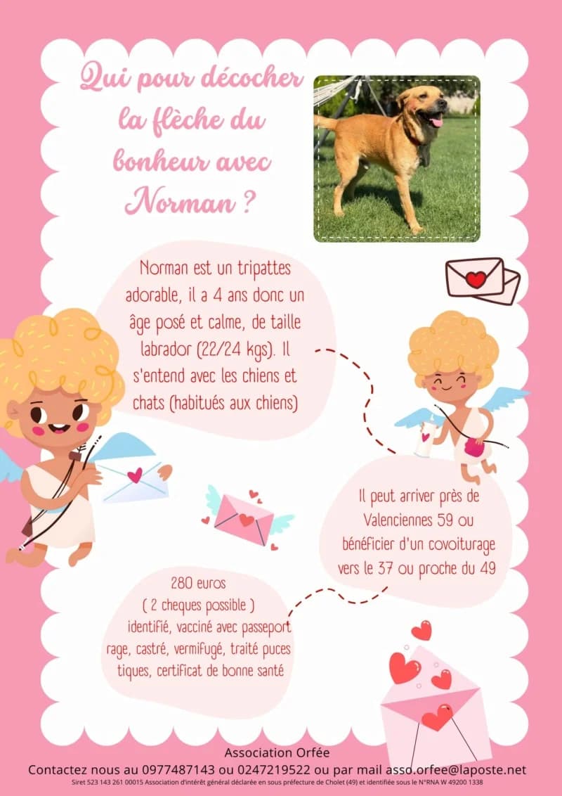 NORMAN, 4yo Mixed Breed for adoption at Association Orfée — Adoption et Sauvetage de Chiens