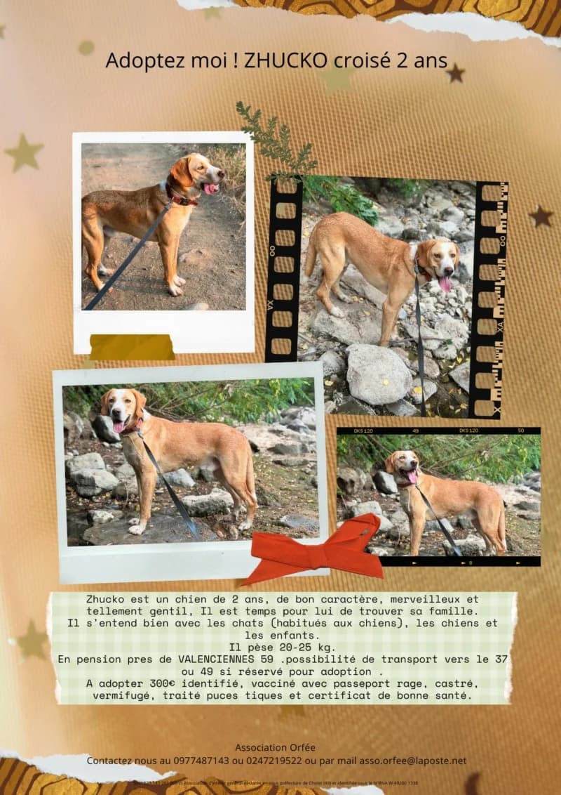 ZHUCKO, young Mixed Breed for adoption at Association Orfée — Adoption et Sauvetage de Chiens