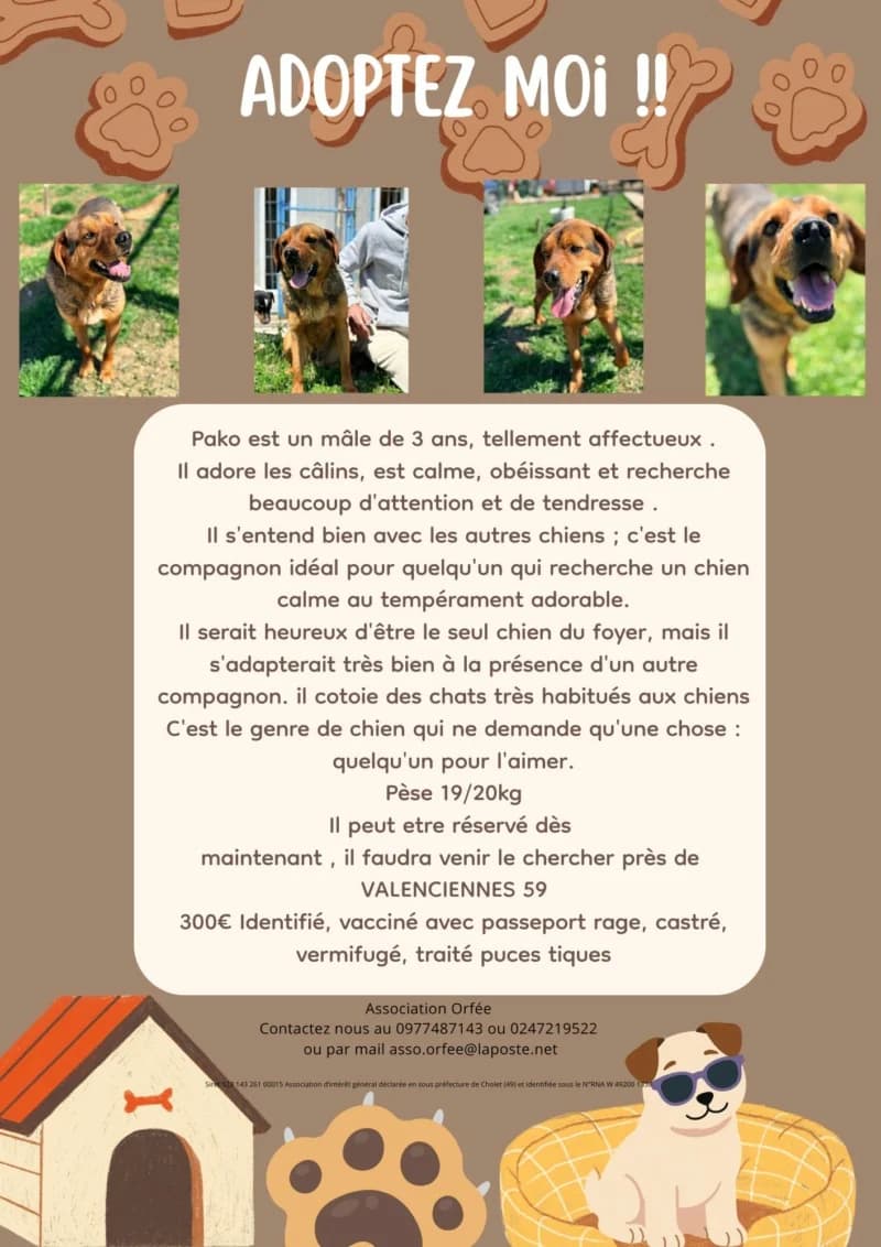 PAKO, 3yo Mixed Breed for adoption at Association Orfée — Adoption et Sauvetage de Chiens