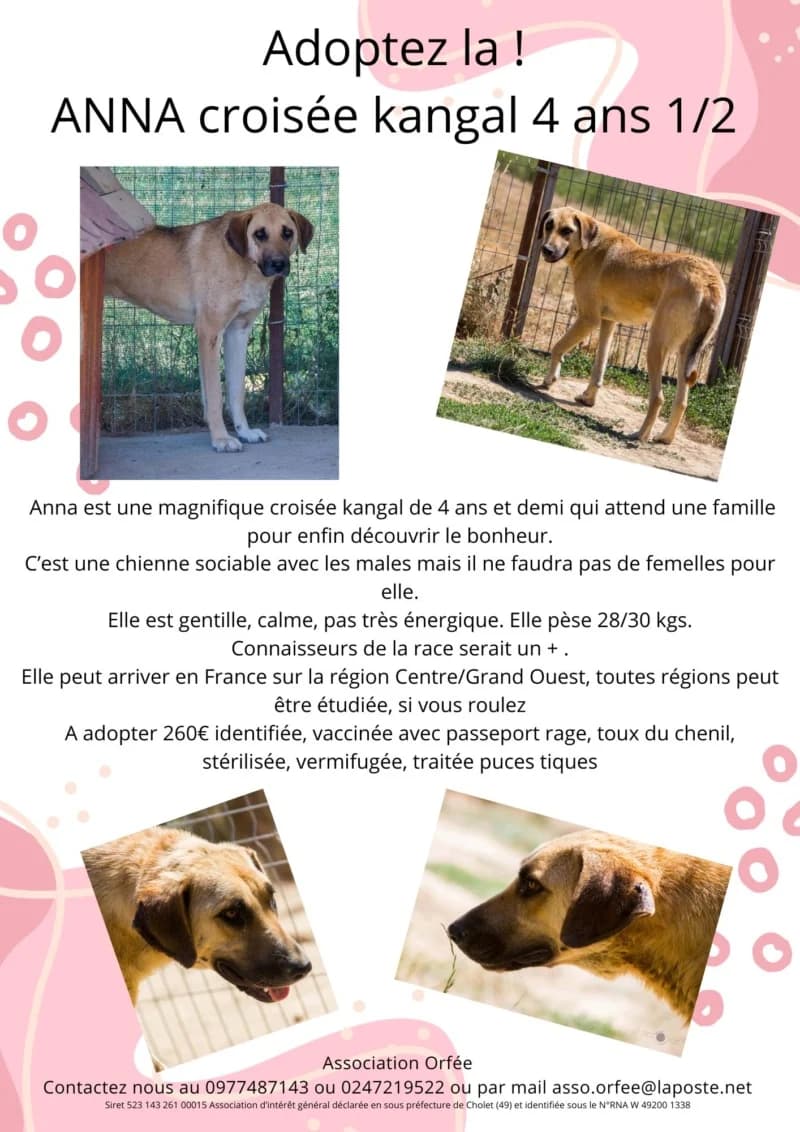 ANNA, female 4yo Mixed Breed for adoption at Association Orfée — Adoption et Sauvetage de Chiens