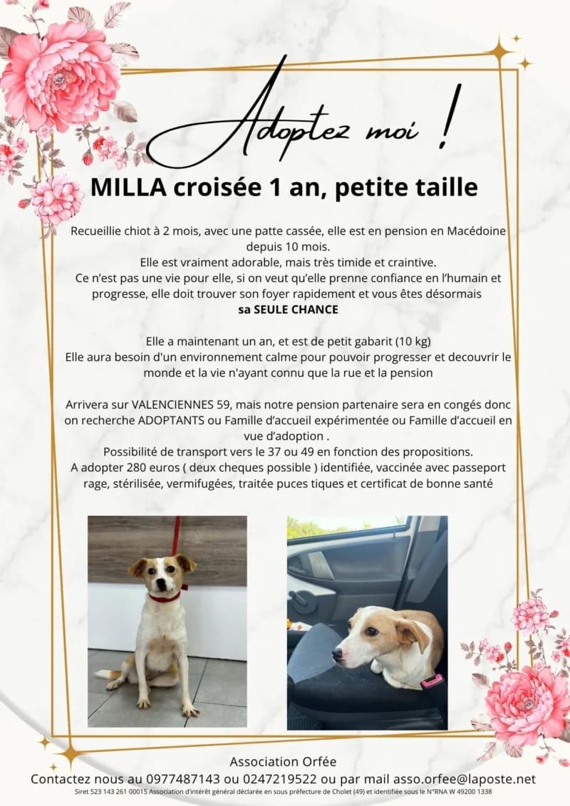 MILLA, female young Mixed Breed for adoption at Association Orfée — Adoption et Sauvetage de Chiens
