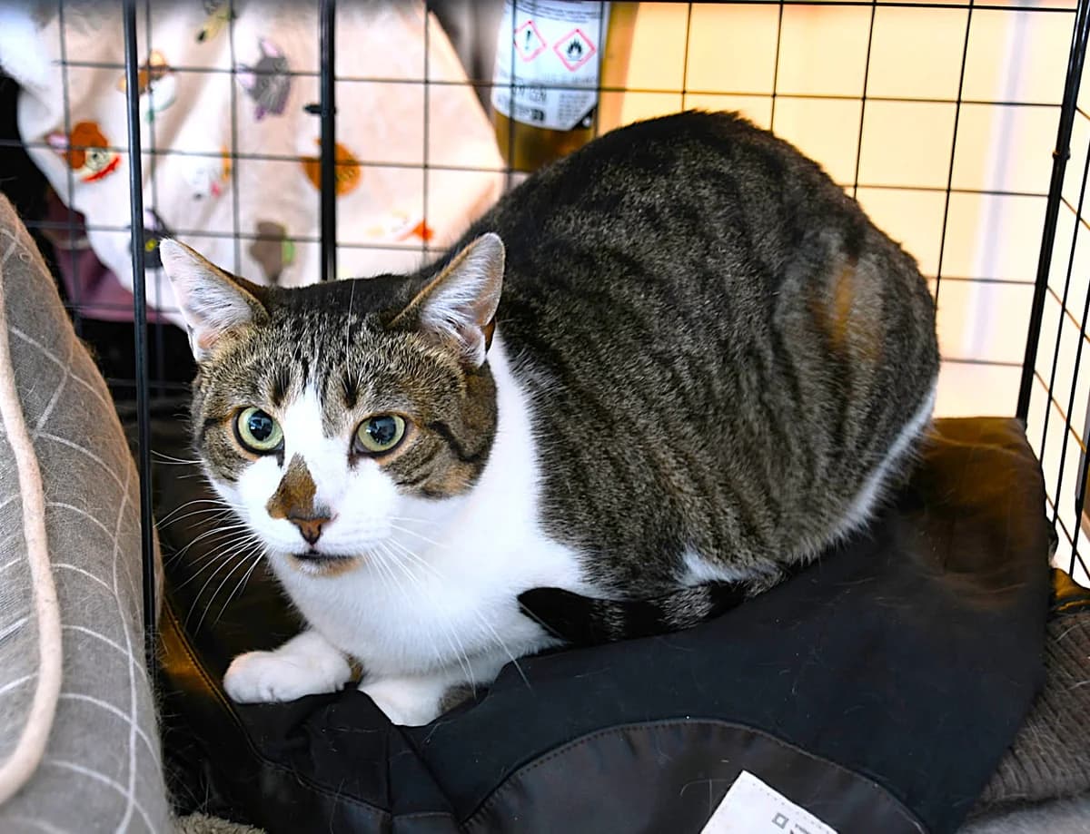 AM – 3 ans – ♀, 3yo Mixed Breed for adoption at Association Ron'Rhône, Lyon