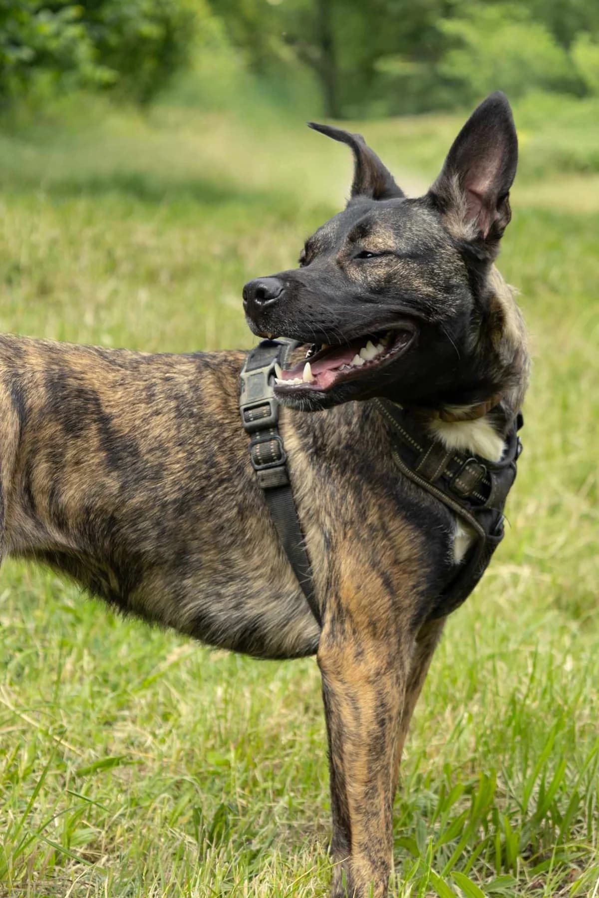 OXA – 1 an – ♀︎, female Mixed Breed for adoption at Association Ron'Rhône, Lyon