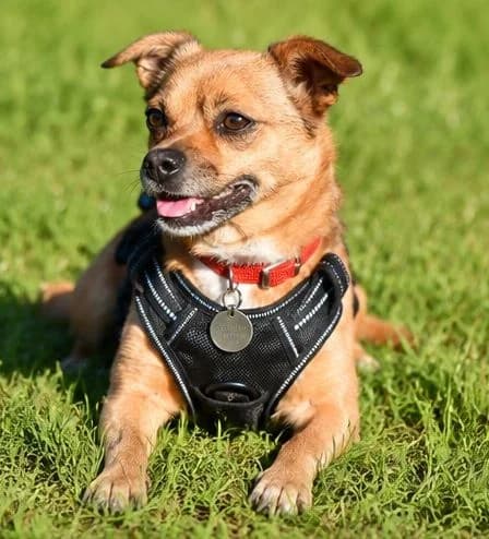 NUUK – 8 ans – ♂, male Mixed Breed for adoption at Association Ron'Rhône, Lyon